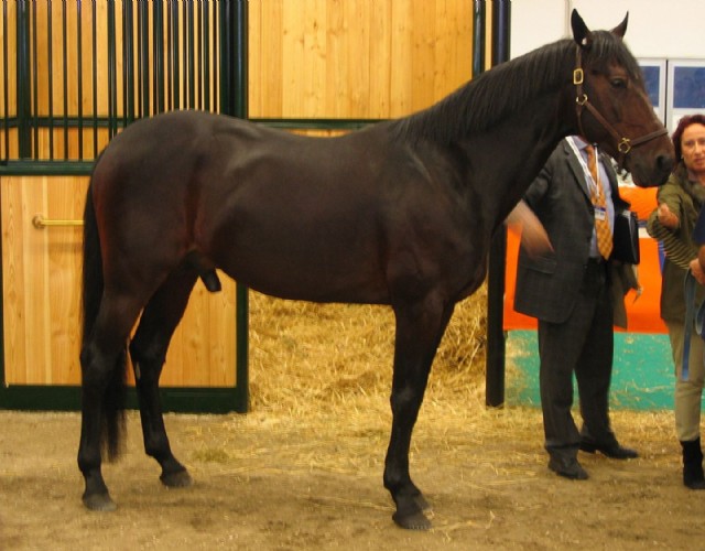 Buon compleanno Varenne, il cavallo più forte del mondo compie 26 anni