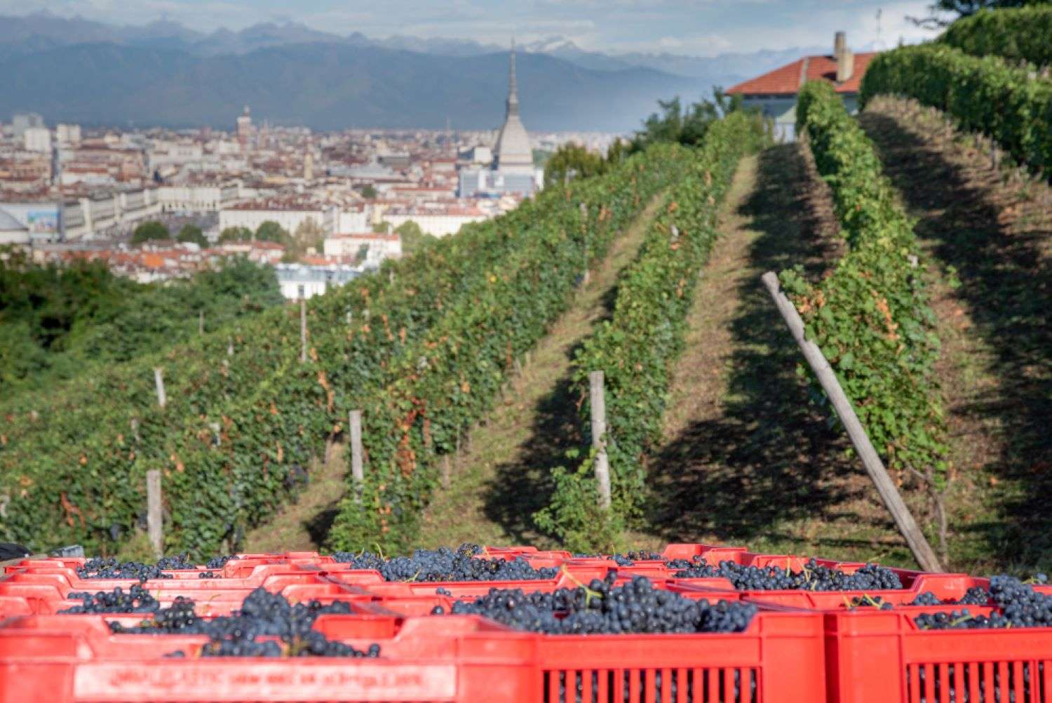 Villa della Regina ha concluso la sua vendemmia, ci saranno circa 4.000 bottiglie di Freisa