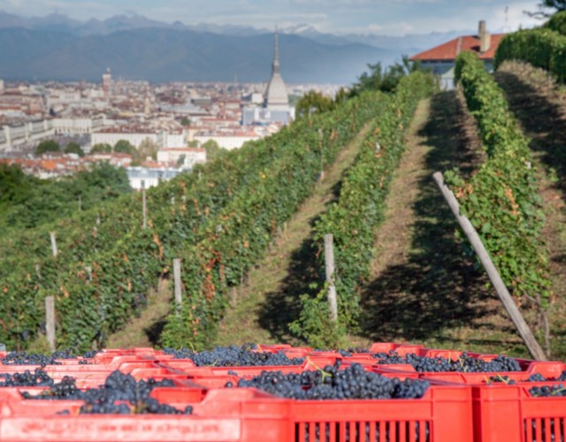 Villa della Regina ha concluso la sua vendemmia, ci saranno circa 4.000 bottiglie di Freisa