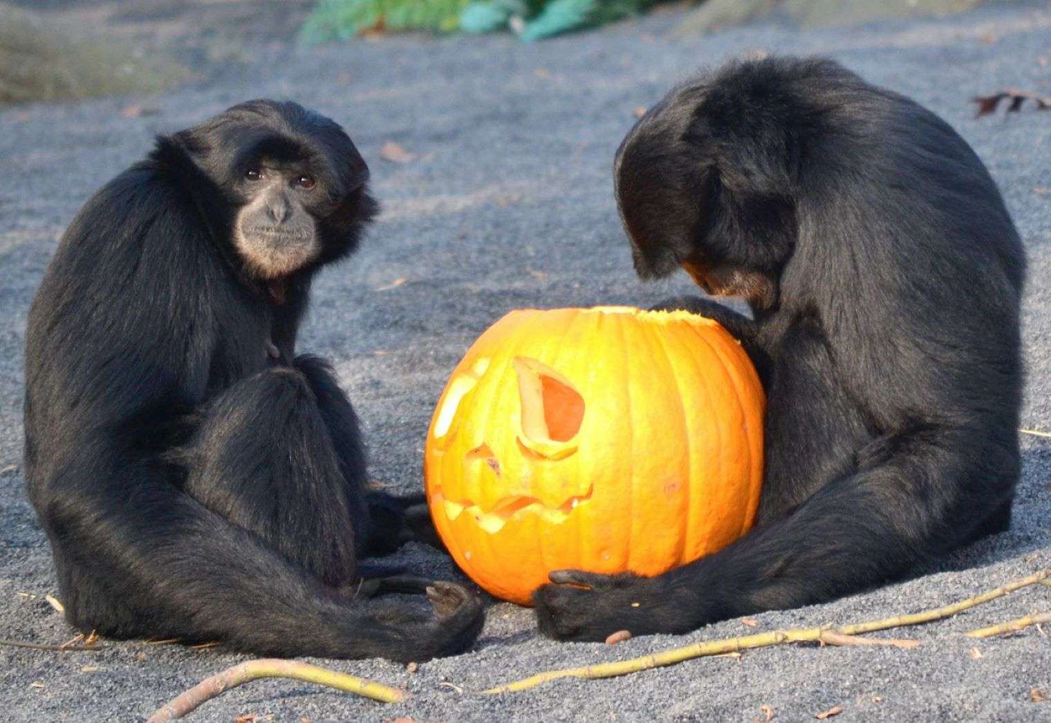 Un lungo weekend fra los Muertos con gli animali del bioparco Zoom