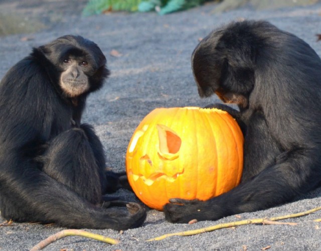 Un lungo weekend fra los Muertos con gli animali del bioparco Zoom