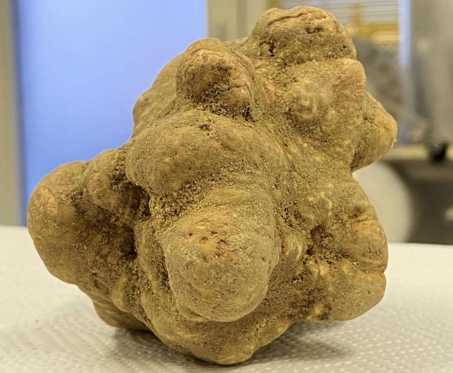 La Fiera Internazionale del Tartufo Bianco d’Alba inizierà il 12 ottobre