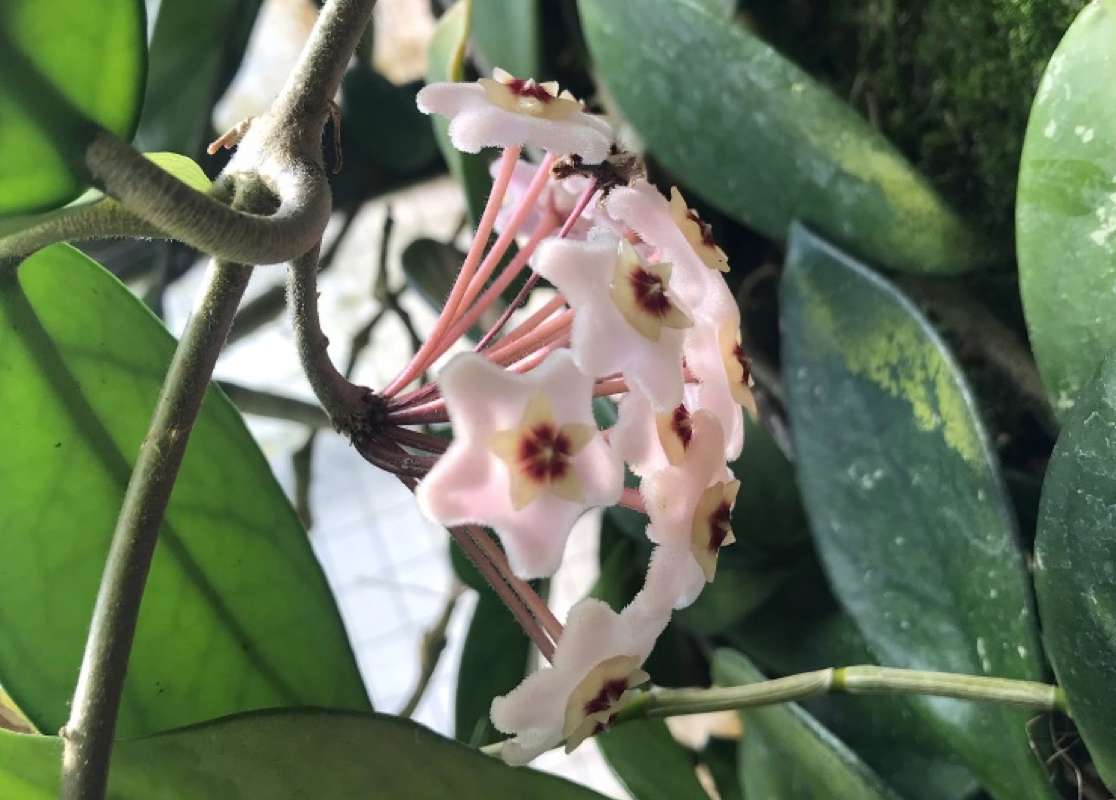 Valentino, l’Orto Botanico dell’Università di Torino mostra le sue piante