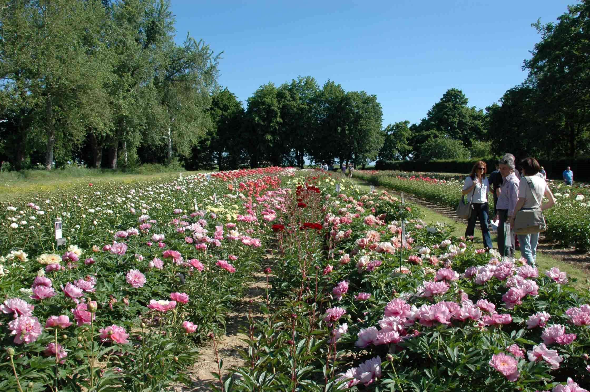 La primavera arriva a Carmagnola con i suoi colori: torna “Peonie in Fiore”