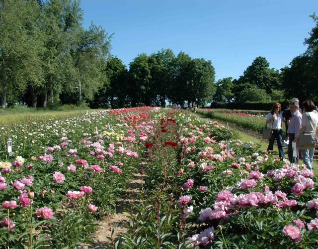 La primavera arriva a Carmagnola con i suoi colori: torna “Peonie in Fiore”