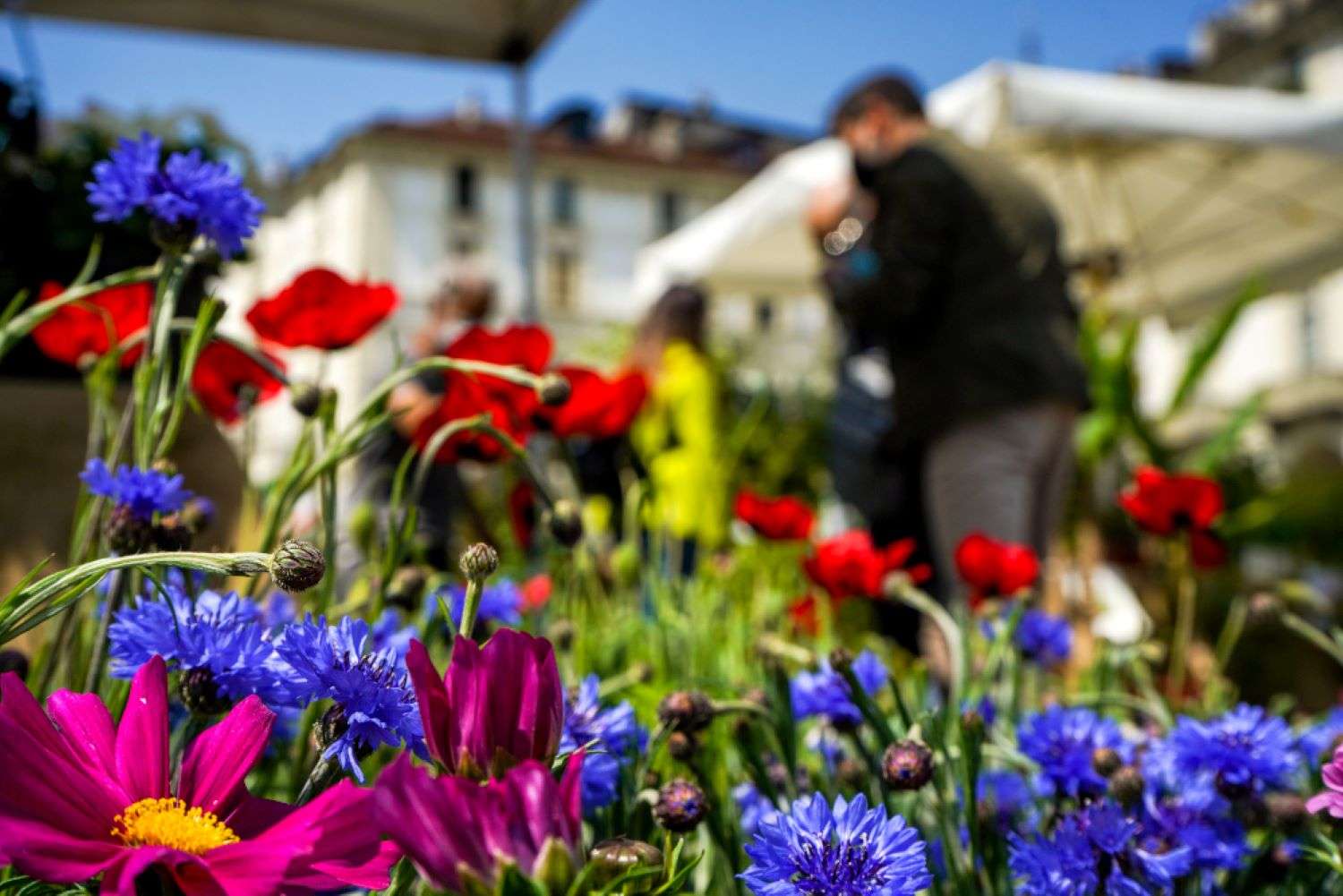 In piazza Vittorio, nel cuore di Torino, torna l’appuntamento con AgriFlor