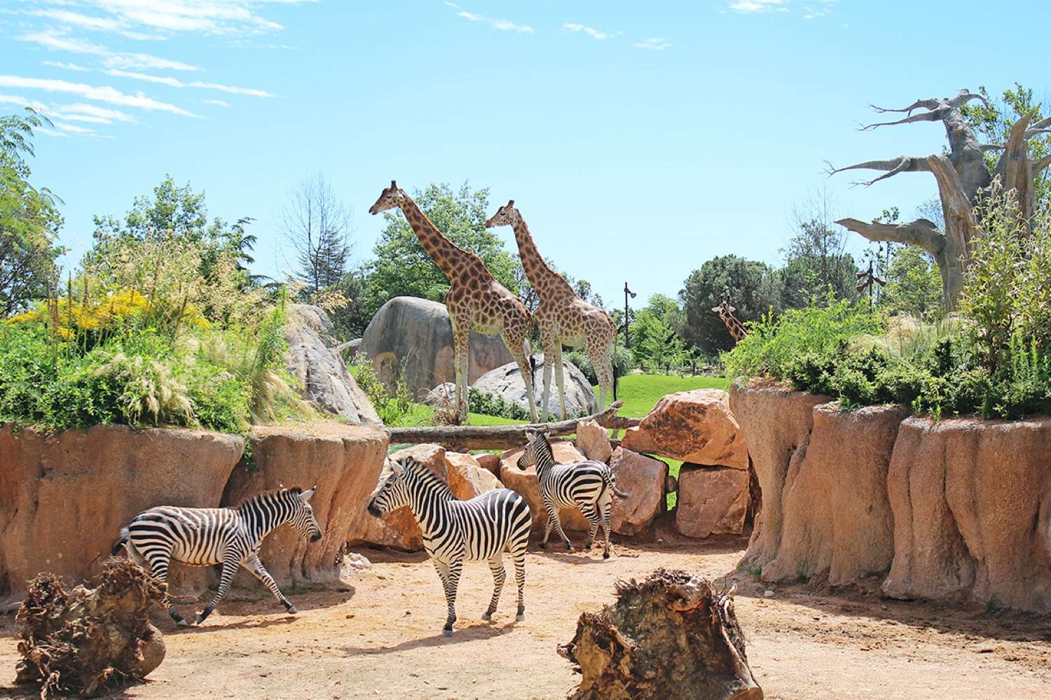 Il bioparco Zoom si tinge di verde, torna anche quest’anno il Green Festival