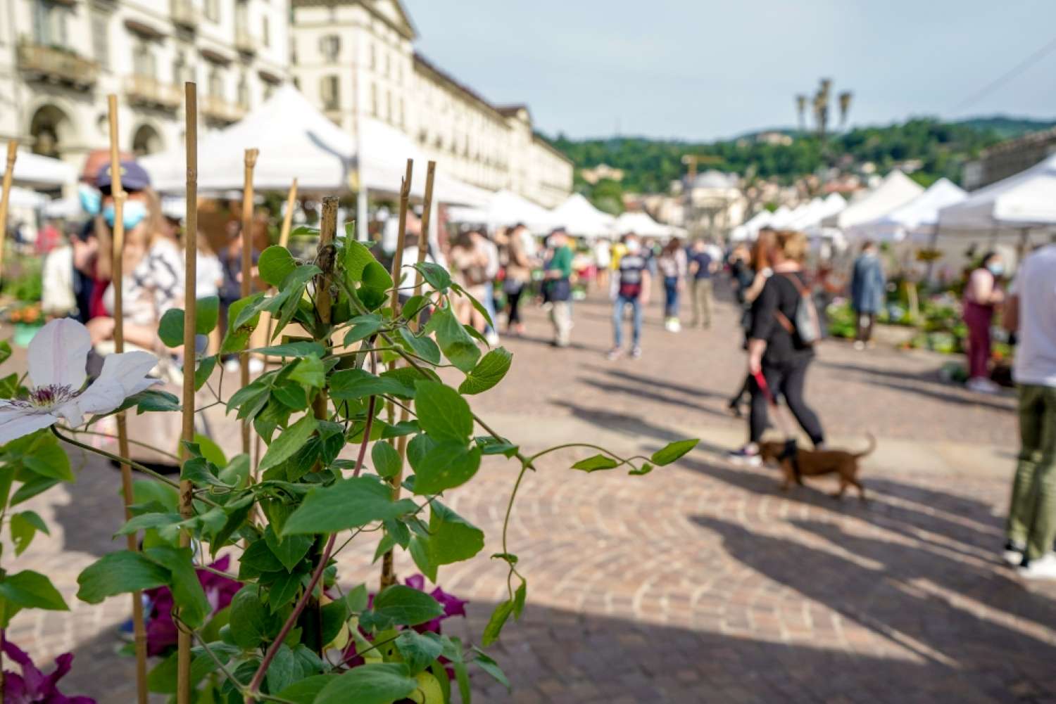 In piazza Vittorio domenica 22 settembre tornano i colori di Agriflor