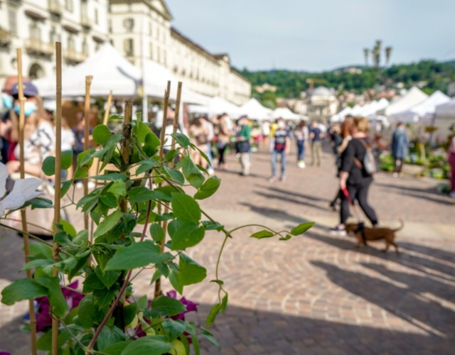 In piazza Vittorio domenica 22 settembre tornano i colori di Agriflor