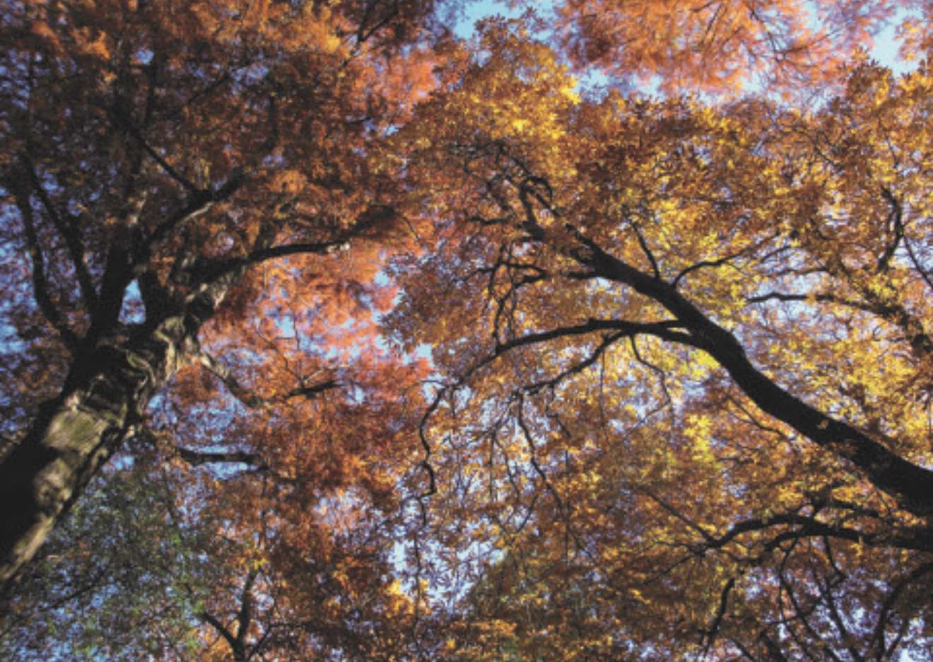 La magia del foliage al Castello di Miradolo: ecco i colori dell’autunno