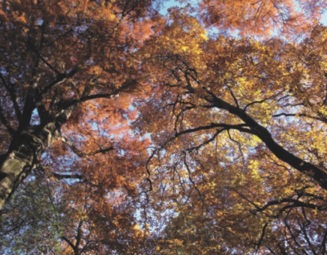 La magia del foliage al Castello di Miradolo: ecco i colori dell’autunno