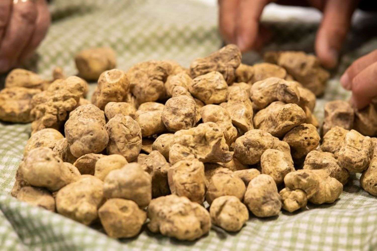 La Fiera del Tartufo Bianco di Alba conferma le sue date dal 9 ottobre al 5 dicembre